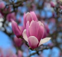 ������㻨��ļ���