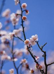 �������÷��